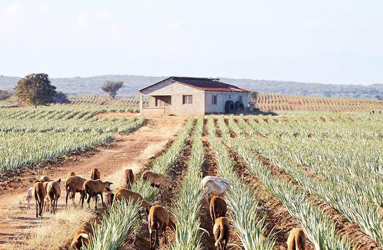 Aloe Field